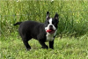 Foto №1. boston terrier - zum Verkauf in der Stadt München | verhandelt | Ankündigung № 104852