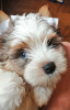 Foto №2 zu Ankündigung № 94034 zu verkaufen yorkshire terrier - einkaufen Weißrussland vom kindergarten, züchter