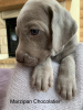 Foto №4. Ich werde verkaufen weimaraner in der Stadt Москва. züchter - preis - 575€