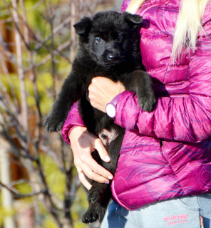 Foto №4. Ich werde verkaufen deutscher schäferhund in der Stadt Mariupol. züchter - preis - 415€