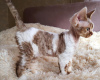 Foto №1. devon rex - zum Verkauf in der Stadt Swellendam Local Municipality | 322€ | Ankündigung № 111727