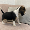 Foto №2 zu Ankündigung № 50496 zu verkaufen beagle - einkaufen USA quotient 	ankündigung