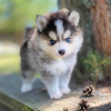 Foto №3. POMERANIAN MINI HUSKY - POMSKY. Deutschland