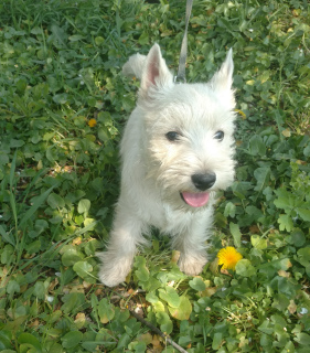 Foto №2 zu Ankündigung № 6330 zu verkaufen west highland white terrier - einkaufen Ukraine vom kindergarten