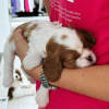 Foto №4. Ich werde verkaufen cavalier king charles spaniel in der Stadt Аланья. quotient 	ankündigung - preis - 757€