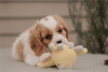 Foto №2 zu Ankündigung № 110071 zu verkaufen cavalier king charles spaniel - einkaufen USA 