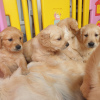 Foto №2 zu Ankündigung № 115949 zu verkaufen golden retriever - einkaufen Deutschland quotient 	ankündigung