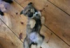 Foto №3. Belgian Malinois/Border Collie Puppies for sale. Deutschland