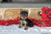 Foto №3. Yorkshire Terrier zu verkaufen. Deutschland