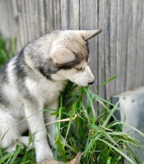 Foto №3. Rasse Alaskan Malamute. Russische Föderation