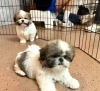 Foto №1. shih tzu - zum Verkauf in der Stadt Bern | 380€ | Ankündigung № 125757