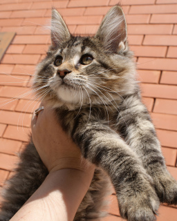 Foto №2 zu Ankündigung № 6334 zu verkaufen maine-coon-katze - einkaufen Russische Föderation vom kindergarten