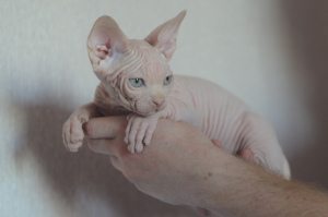Foto №4. Ich werde verkaufen sphynx cat in der Stadt Minsk. vom kindergarten - preis - 380€