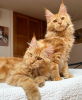 Foto №1. maine-coon-katze - zum Verkauf in der Stadt Colorado Springs | 284€ | Ankündigung № 103253