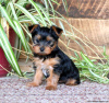 Foto №2 zu Ankündigung № 44764 zu verkaufen yorkshire terrier - einkaufen Deutschland 