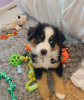 Foto №1. australian shepherd - zum Verkauf in der Stadt Tienen | 300€ | Ankündigung № 123298