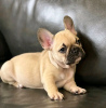 Foto №3. Auf Toilette geschulter Tierarzt. Geprüfte französische Bulldogge. USA