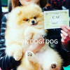 Zusätzliche Fotos: Offizieller Zwinger Chic Dogi Dog