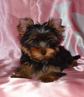 Foto №4. Ich werde verkaufen yorkshire terrier in der Stadt St. Petersburg. züchter - preis - 450€