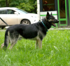 Zusätzliche Fotos: Grand, Osteuropäischer Schäferhund, Alter 4,5 Jahre. Auf der Suche nach einem