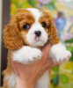 Foto №2 zu Ankündigung № 95862 zu verkaufen cavalier king charles spaniel - einkaufen Türkei quotient 	ankündigung