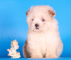 Foto №3. Maltipoo F1 Welpen Mädchen Mini. Russische Föderation