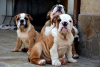 Foto №3. Englische Bulldogge, Spitzen rasse. Serbien