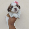 Foto №1. shih tzu - zum Verkauf in der Stadt Richmond | 331€ | Ankündigung № 42827