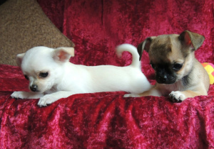 Foto №3. Wir bieten zum Verkauf kurzhaarige Chihuahua-Welpen an. Russische Föderation