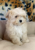 Foto №3. Maltipoo Mädchen F1. Weißrussland