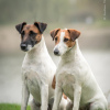 Foto №1. smooth fox terrier - zum Verkauf in der Stadt Kiew | verhandelt | Ankündigung № 16731