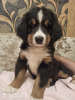 Foto №2 zu Ankündigung № 11930 zu verkaufen berner sennenhund - einkaufen Weißrussland züchter