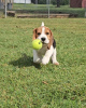 Foto №2 zu Ankündigung № 127383 zu verkaufen beagle - einkaufen Deutschland 