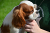 Foto №2 zu Ankündigung № 24582 zu verkaufen cavalier king charles spaniel - einkaufen Polen züchter