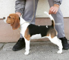 Foto №2 zu Ankündigung № 122566 zu verkaufen beagle - einkaufen Serbien quotient 	ankündigung