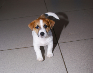 Foto №4. Ich werde verkaufen jack russell terrier in der Stadt Ekaterinburg. quotient 	ankündigung, vom kindergarten, züchter - preis - 301€