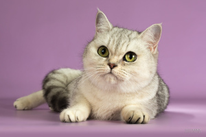 Foto №3. Schottische Katze zu verkaufen. Russische Föderation