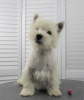 Foto №1. west highland white terrier - zum Verkauf in der Stadt Moskau | 616€ | Ankündigung № 53652