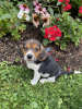 Foto №1. beagle - zum Verkauf in der Stadt Бохум | Frei | Ankündigung № 95587