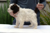 Foto №3. Lagotto Romagnolo, männliche Welpen. Serbien