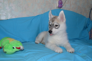 Foto №4. Ich werde verkaufen siberian husky in der Stadt Zheleznogorsk. quotient 	ankündigung - preis - 112€