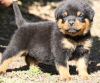 Foto №1. rottweiler - zum Verkauf in der Stadt Ljubljana | 250€ | Ankündigung № 117958