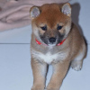 Foto №3. Reinrassige Shiba-Inu-Welpen. Deutschland