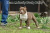 Foto №2 zu Ankündigung № 44279 zu verkaufen american bully - einkaufen Russische Föderation vom kindergarten, züchter