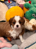 Foto №2 zu Ankündigung № 100242 zu verkaufen cavalier king charles spaniel - einkaufen Deutschland quotient 	ankündigung, züchter