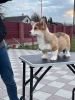 Foto №4. Ich werde verkaufen welsh corgi in der Stadt Berlin. vom kindergarten - preis - 1200€