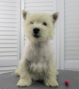 Foto №3. West Highland White Terrier Welpe 6 Monate alt. Russische Föderation
