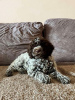 Foto №2 zu Ankündigung № 111675 zu verkaufen lagotto romagnolo - einkaufen Serbien 