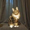 Foto №1. maine-coon-katze - zum Verkauf in der Stadt Волжский | 616€ | Ankündigung № 47055