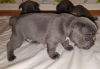 Foto №2 zu Ankündigung № 11829 zu verkaufen französische bulldogge - einkaufen Deutschland quotient 	ankündigung, vom kindergarten, aus dem tierheim, züchter